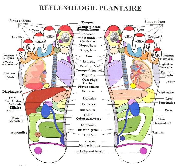 schéma réflexologie plantaire